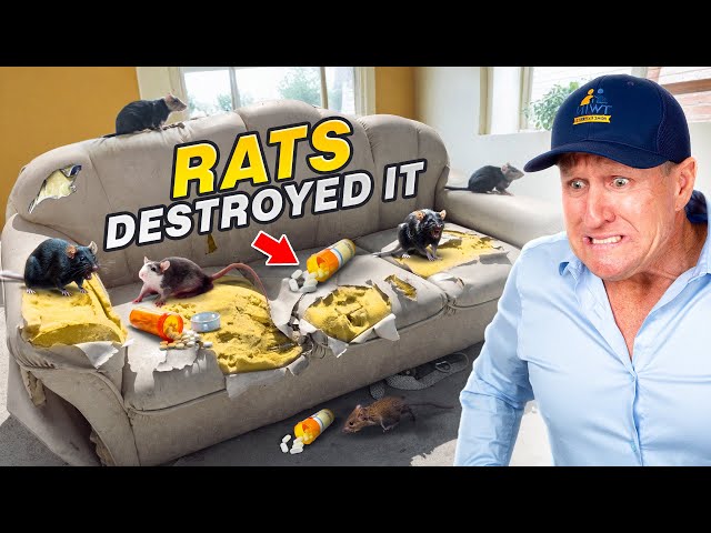 Rat INFESTATION Traumatized Homeowner!