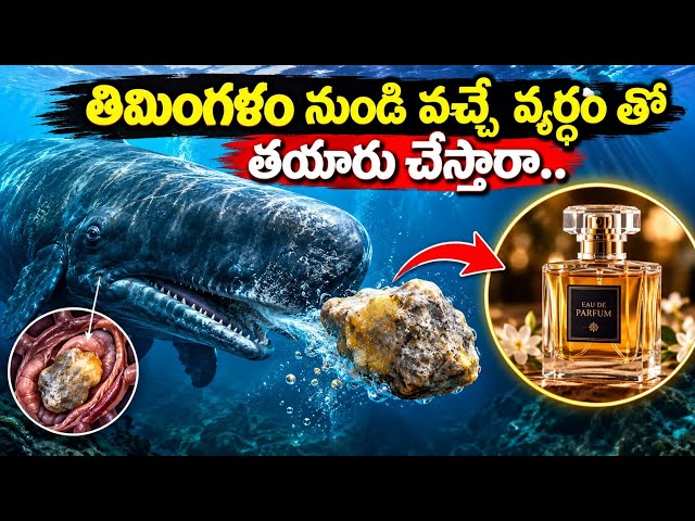 తిమింగలం నుండి వచ్చే వ్యర్థంతో  పర్ఫ్యూమ్ తయారు చేస్తారా..😱