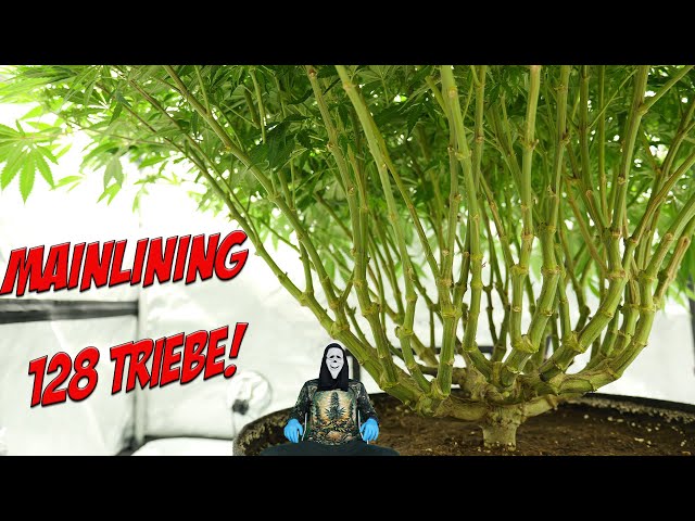 🌱 Mainlining Cannabis 🌱 Best technique for maximum yield?! 🥦 My path to the biggest indoor plant 💚