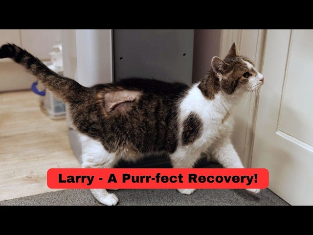 Larry, The Downing Street Cat - A Purr-fect Recovery!