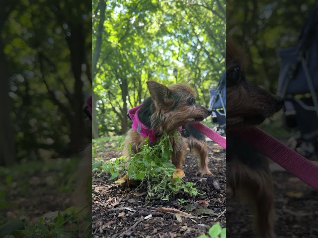 Lulu explorando en el Parque