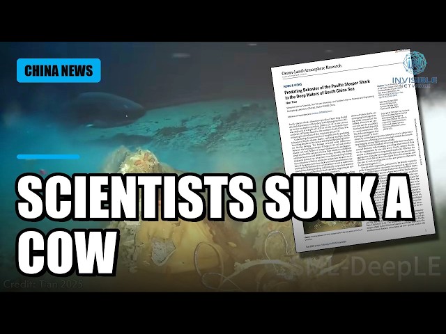 Scientists Sunk a Cow To Find This Rare Deep-Sea Predator