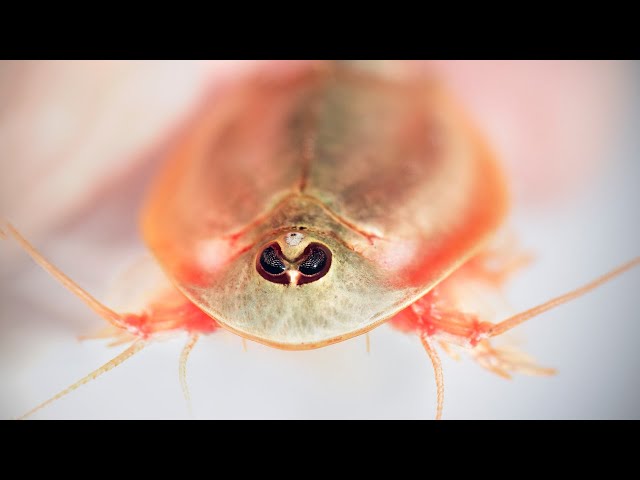 The Hidden Wonders: Unraveling the Mystery of Dinosaur Shrimp #shorts