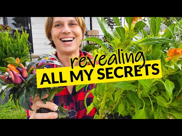 Fall Planters - Container Design using Ornamental Peppers