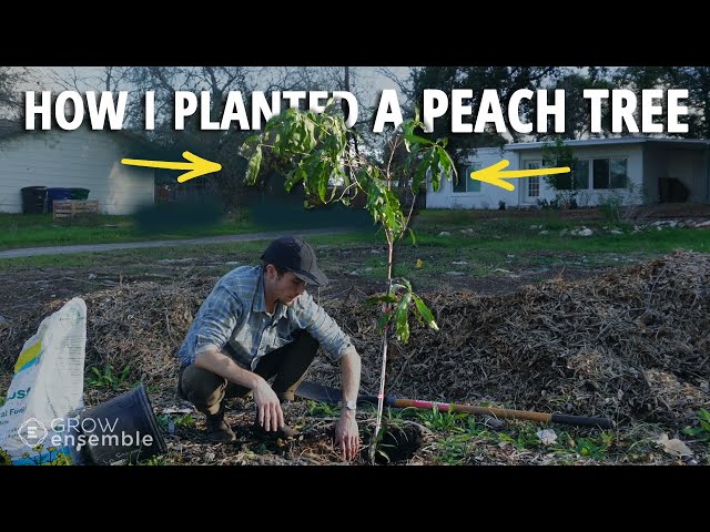 How I Planted a Peach Tree for a Home Food Forest
