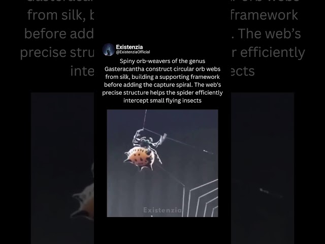 How the Spiny Orb-Weaver Builds Its Web