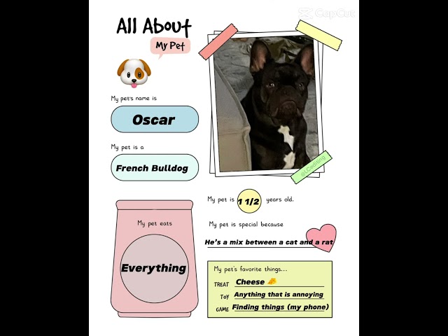 All about Oscar #frenchie #frenchbulldoglove