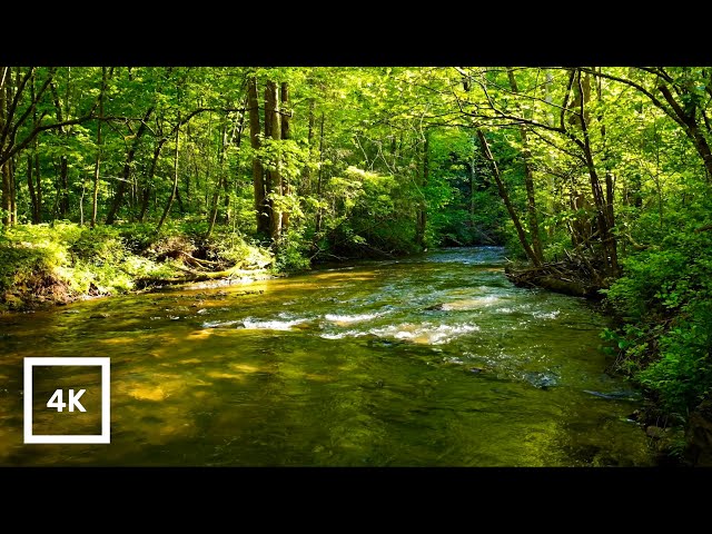 4K Gentle Stream Sounds | Forest River Ambience & Relaxing Nature Sounds for Sleep and Relaxation