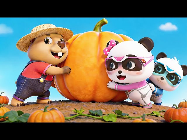 The Pumpkin Gets Bigger | Fun Adventure | Super Rescue Team | Kids Cartoon | BabyBus TV