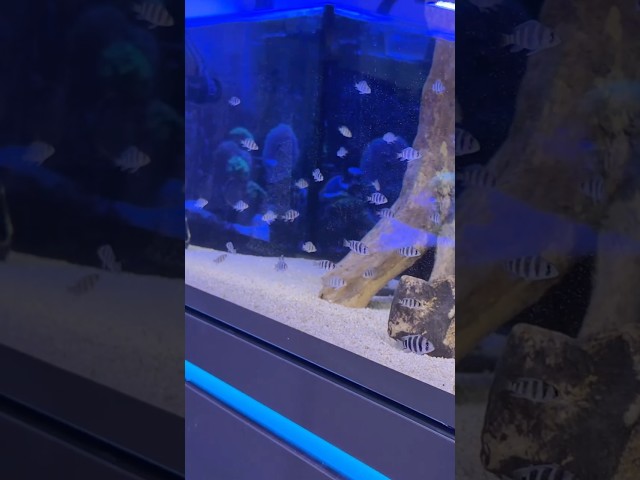 Frontosa African Cichlid Grow Out Tank 😍 #aquarium
