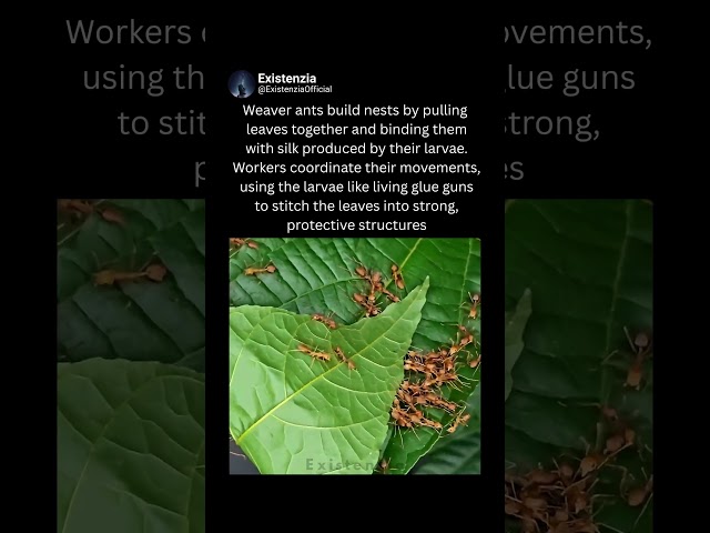 The Amazing Nest-Building of Weaver Ants