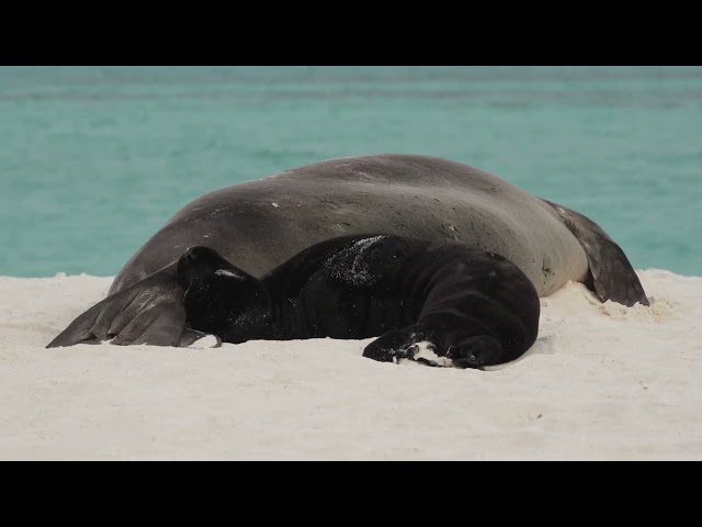 Hawaiian monk seals, 'Īlioholoikauaua