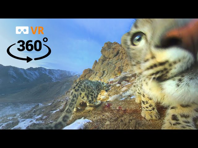 Into the Mountains - Snow leopards in 360 VR