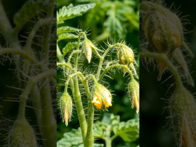 Tomato Plant Time Lapse (Seed to Ripe Tomatoes) | Satisfying Growth #Shorts
