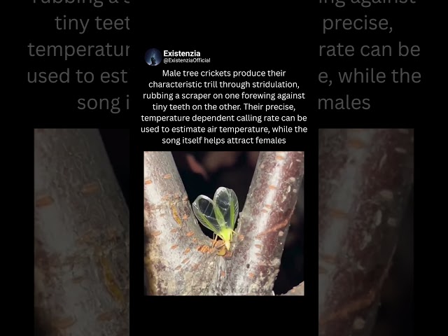 How Tree Crickets Produce Their Distinctive Trill