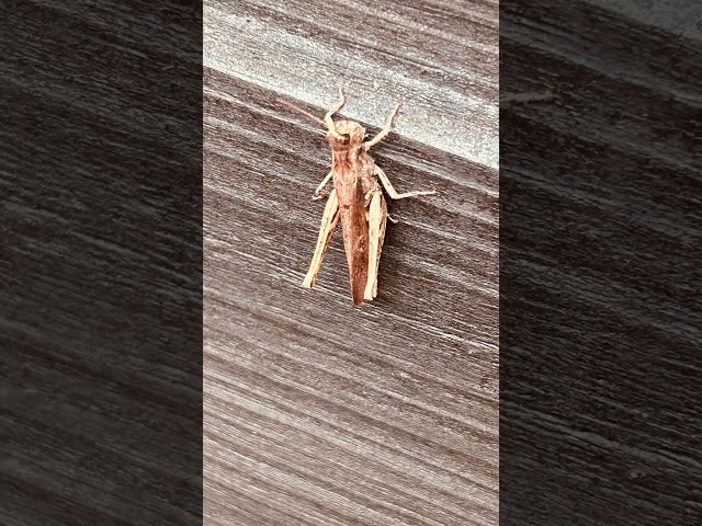First time seeing a grass hopper #grasshopper #uk #ytshorts