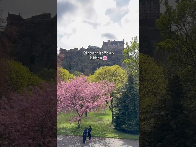 Things to Do in Edinburgh |  Scotland Cherry Blossom Season 🌸 #shorts #viral #travel #ytshorts