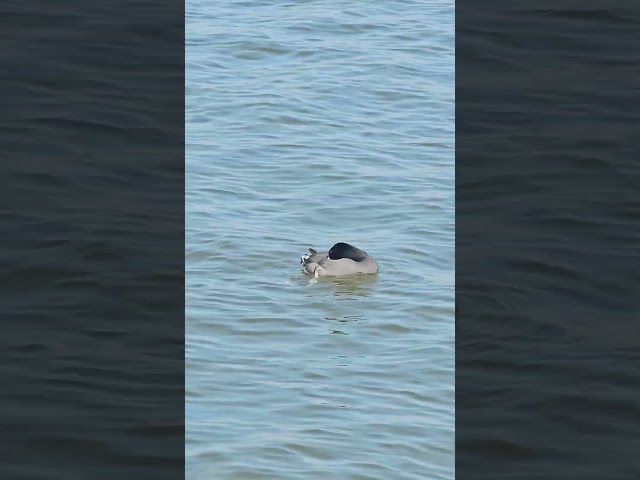 American Coot - Mud Hen (Not a Duck)