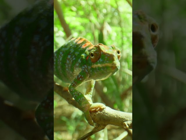 How does a chameleon turn down a male: by turning black. #naturepbs #wildlife #animals #chameleon