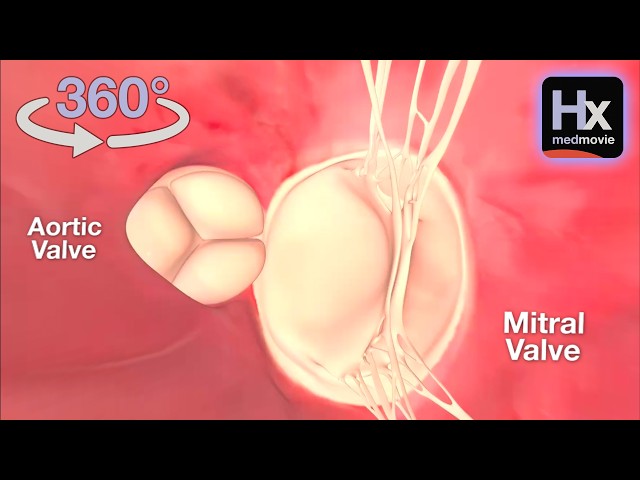 Interactive 360 - Explore Inside the Left Ventricle - hxheart.com