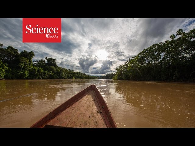Making contact: The isolated tribes of the Amazon rainforest