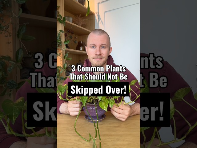 Don’t Skip Over These 3 Incredible Common Houseplants! #Plants #Houseplants #Shorts