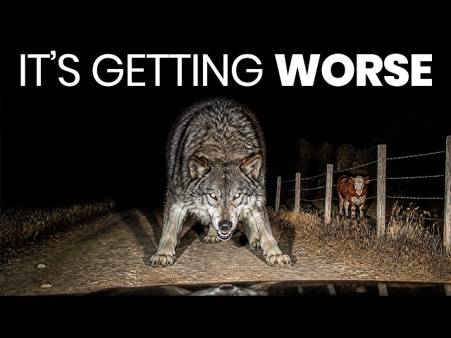 The Wolves in California Are Turning Into Something Worse — And Ranchers Can't Stop Them