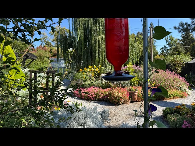 Humming bird feeder || Live Video