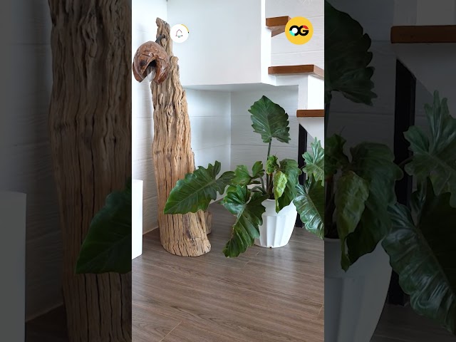 Explore the stunning design of this loft cabin in Batangas! #og #uniquehomes #organicfarming