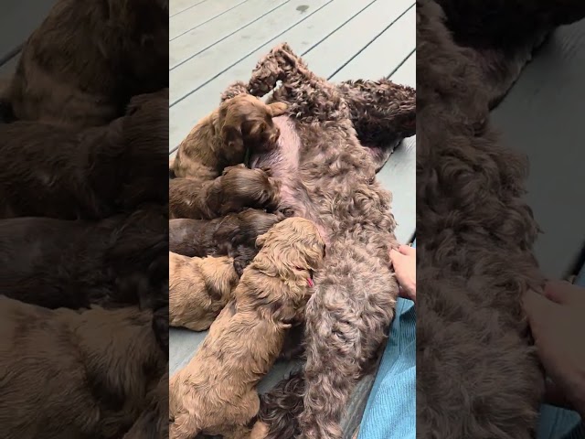 Java Bean & Wyatt Earp Pups Are Living it Up in Doodleville 😀🐾🫶