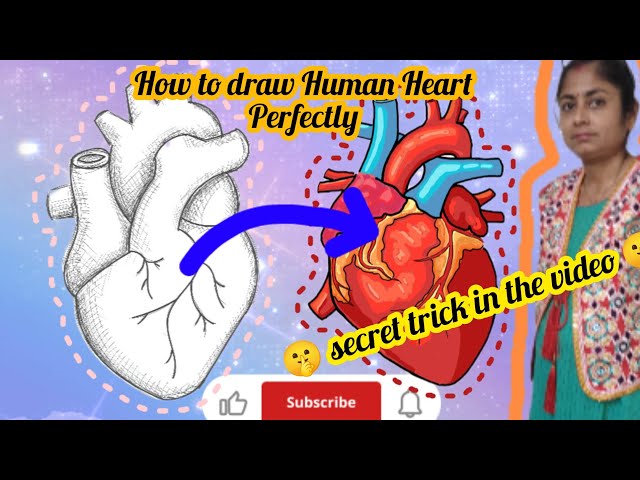  How to Draw and Label the Human Heart | easily and step by step | class 6 to class 10