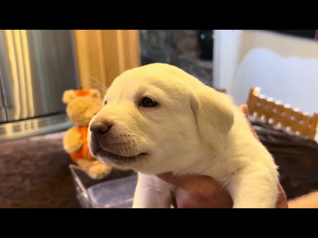 4-Week-Old  Lab Puppy, EMBER, gets a Birthday "Milkshake" #labrador #puppy #cutepuppy