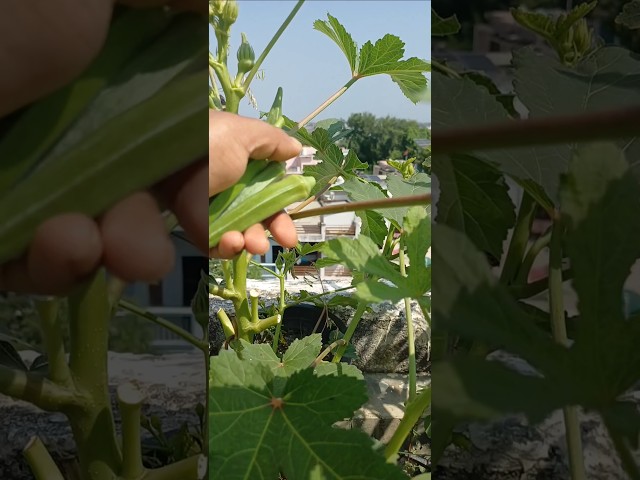 To aage se dhyan rkna!!😱 #trending #viral #shortsfeed #ytshorts #youtubeshorts #garden #viralvideo