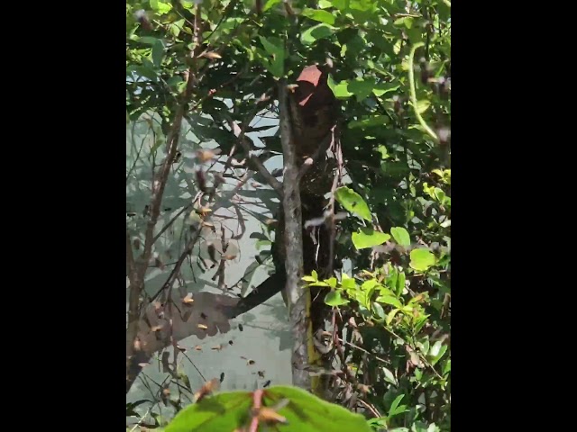 Hunting wild Bee 🐝!
