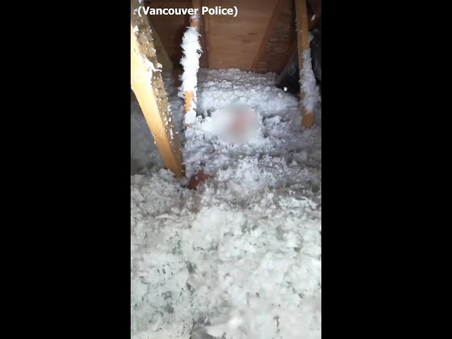 Suspect found hiding beneath attic insulation in Vancouver home