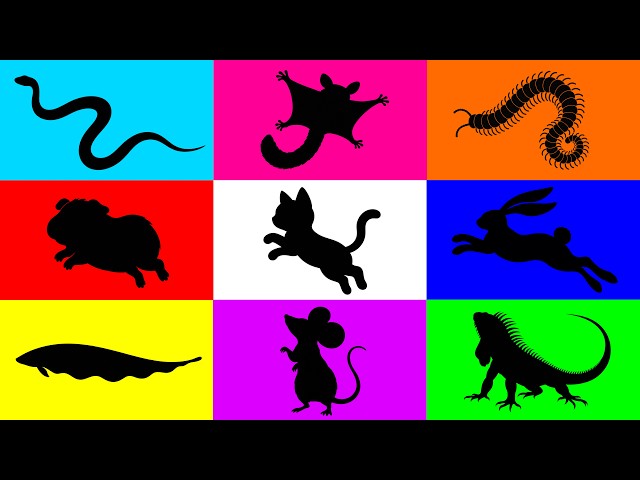 Pets: Kitten, Hedgehog, Cockatiel, Fish, Gecko, Tortoise, Mouse, Ball Python, Rooster, Quail