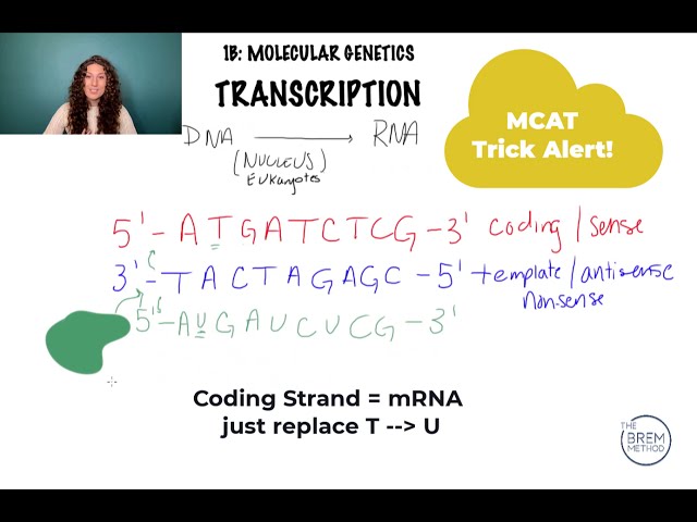 1B-1 DNA and RNA Sequencing in Transcription on the MCAT - Part 1