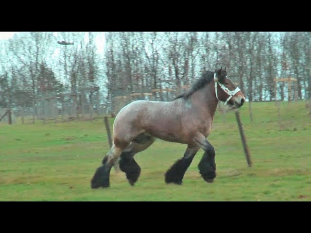 Belgian Draft Horses -national champion Mathador van de Bouwhoeve