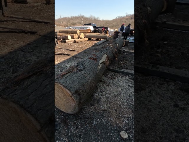 One nice White pine log # shorts