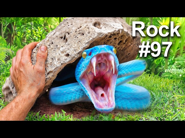 I Flipped 100 Rocks in an Exotic Jungle, Here's What I Found...