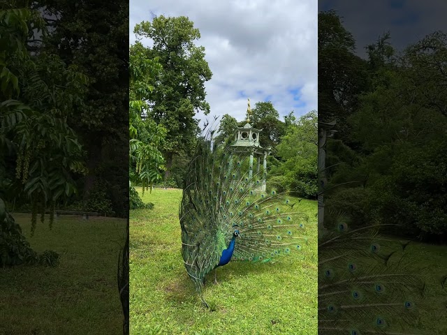 PAVÃO NO JARDIM DE BAGATELLE EM PARIS