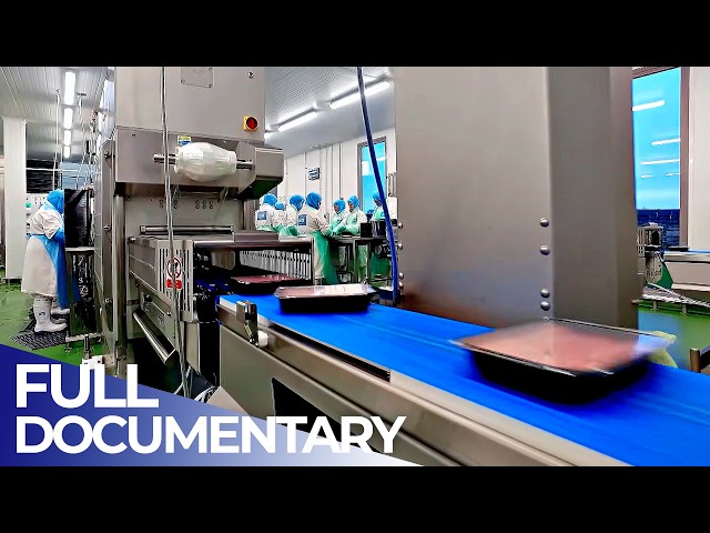 Food Factory Giants: Inside Massive Sausage & Chocolate Production | FD Engineering
