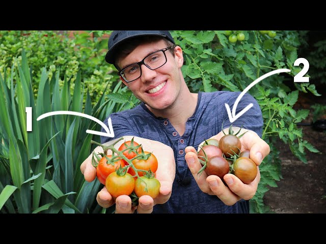 You MUST Grow These 2 Epic Cherry Tomatoes!