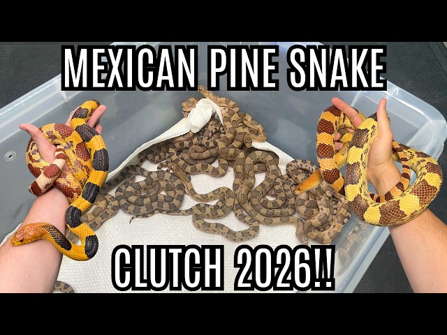 BEAUTIFUL Baby Mexican Pine Snakes!!