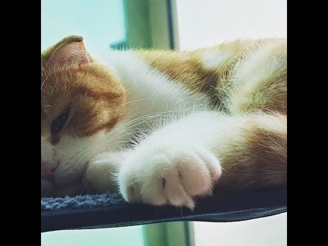 [180 3D VR] verelife 4 (fall asleep in the hammock 1)
