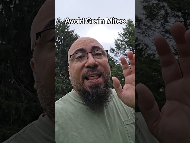 Avoid Grain Mites #hen #chicken #layer feed #farming