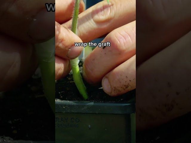 Get BIGGER Heirloom Tomato Harvests With This Trick