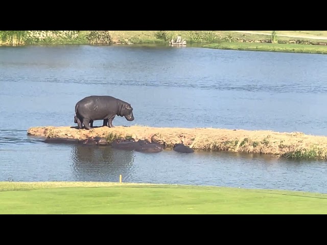 Hippo going in the water