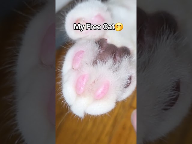 My free cat has 6 toes #cat #pets #free #kitten