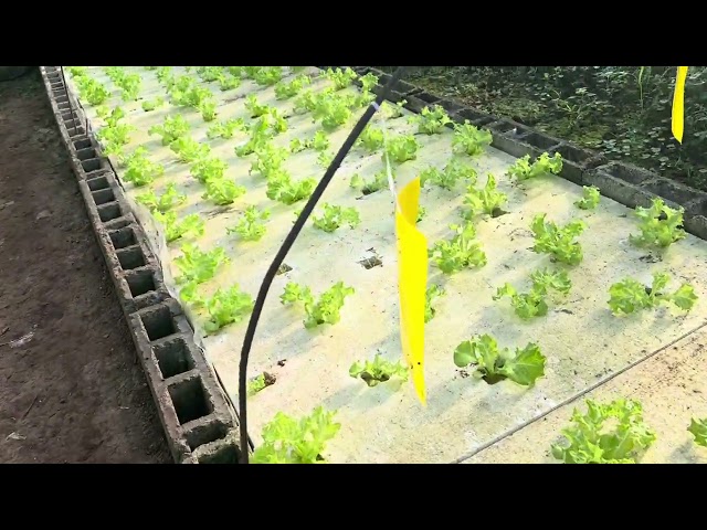 Yellow Trap sa pag Control nang Insekto. Epektibo nga ba?